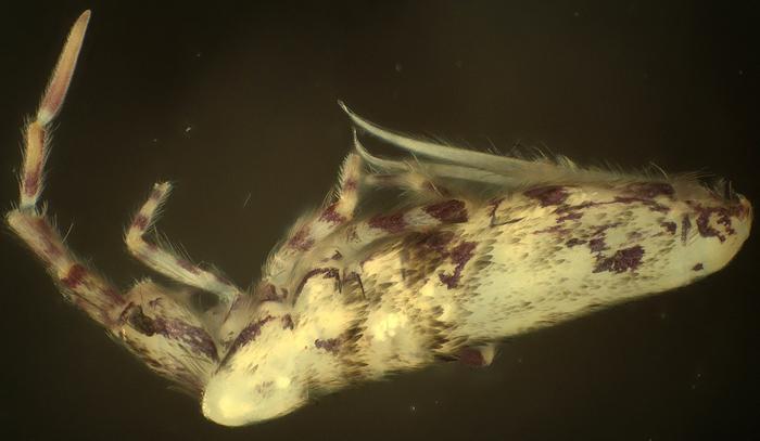 Habitus of Lepidodens maculata