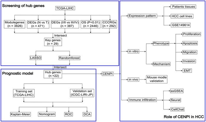 Centromere Protein I, a Cell Cycle Checkpoint Gene, Accelerates Tumor Progression via the Hippo Pathway and Mediates Immune Escape in Hepatocellular Carcinoma