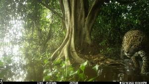 Jaguar in Brazil