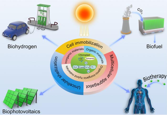 Microalgae-material hybrid for enhanced photosynthetic energy conversion