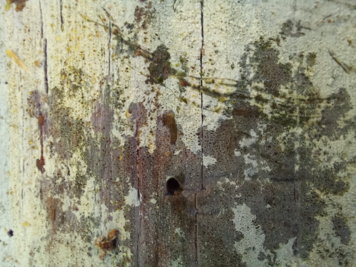 Once the fungus coating is disturbed, a green layer of algae appears.