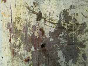 Once the fungus coating is disturbed, a green layer of algae appears.