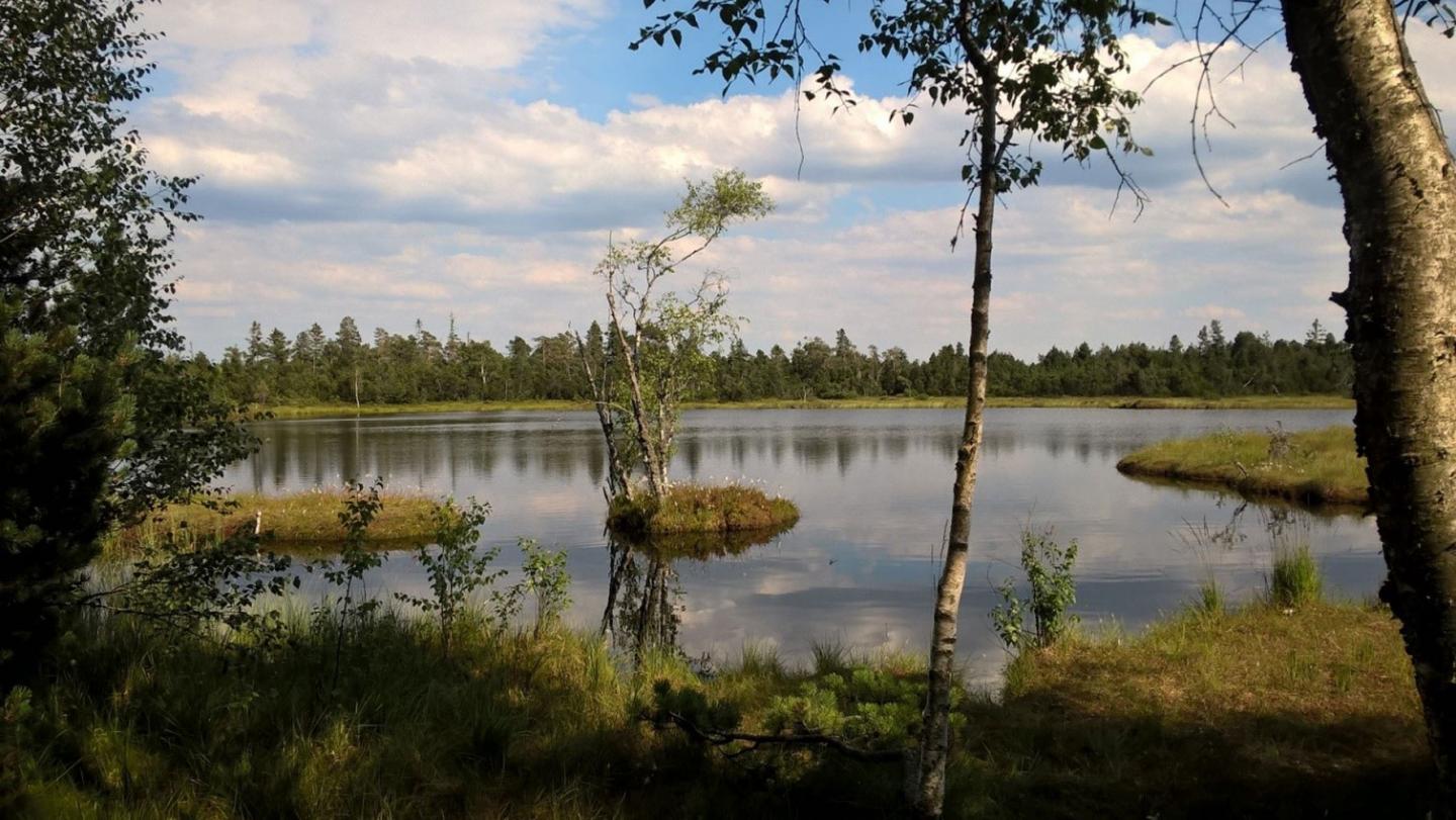 Wildseemoor