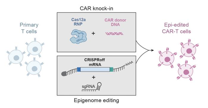 Engineering therapeutic T cells with CRISPRoff