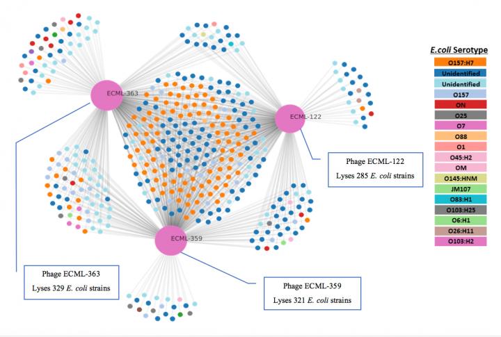 Graph Showing Three Bacteriophages that Were Tested against <I>E. coli</I>