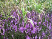 Striga-Infested Agricultural Field in Ethiopia