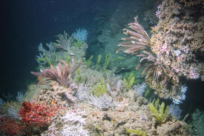 Florida Garden Banks National Marine Sanctuary