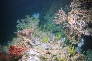 Florida Garden Banks National Marine Sanctuary