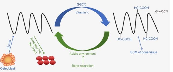Carboxylation–Decarboxylation Cycle of Osteocalcin in Bone Remodeling