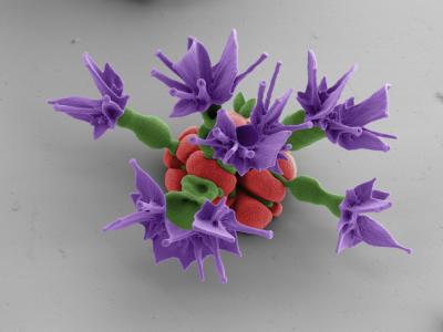 Complex Structures Take Shape With Help From the Environment (9 of 12)