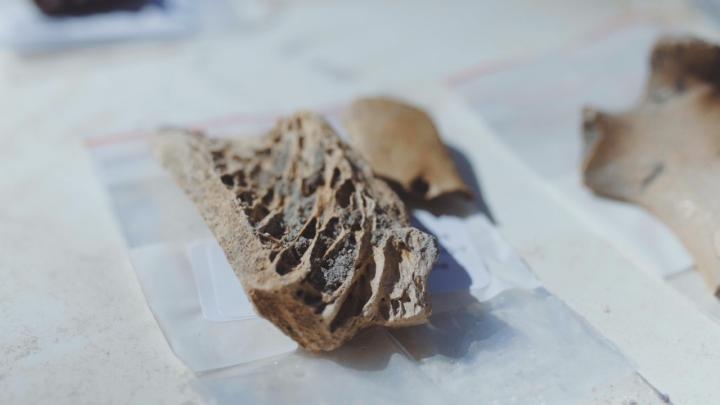 Moa Leg
