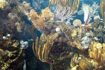 Coral Reef