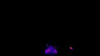 Response to Swimming Paramecium