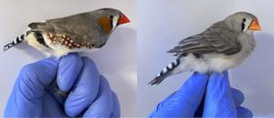 Zebra Finches