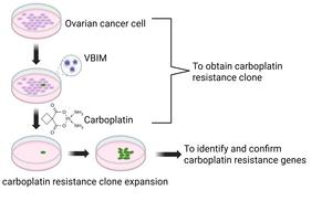 Schematic showing how VBIM technique is used to identify a carboplatin resistance gene from ovarian cancer cells (Figure is generated by BioRender).