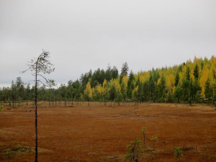Finnish Wetland