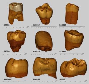 Reconstruction of the teeth discovered in Stajnia Cave and analysed in this study