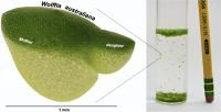 Salk science image