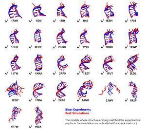 Structural comparison of RNA stem loops: simulation vs. experiment