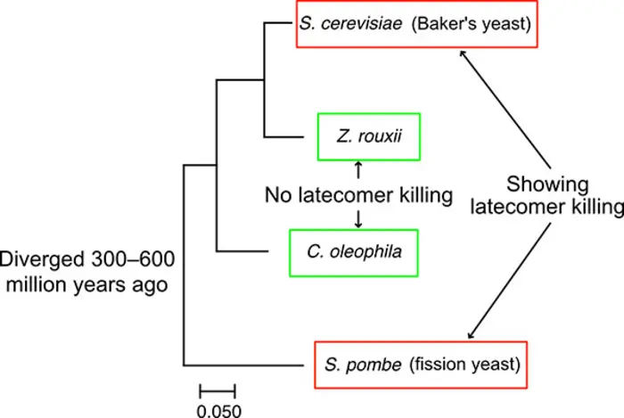 Phylogenic tree