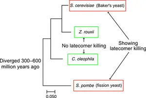 Phylogenic tree