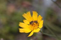 Bee and Flower
