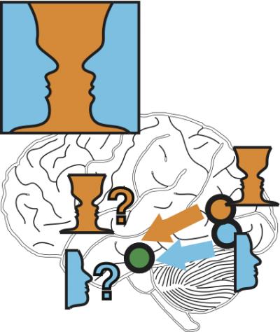 Brain Network