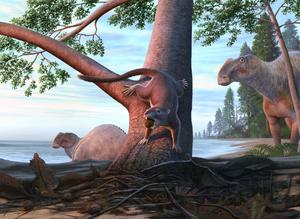 New species illustration