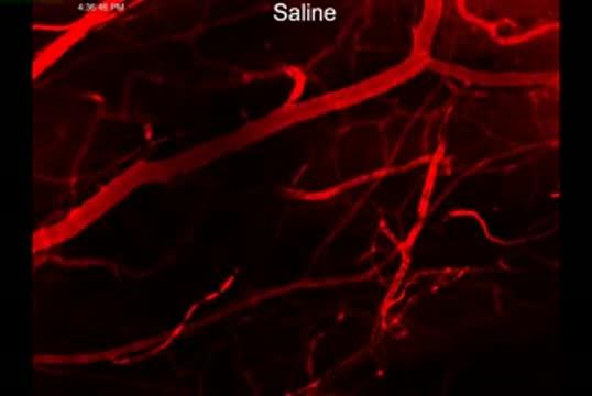 Engineered Proteins Inspire Healthy Tissue Growth (3 of 4)