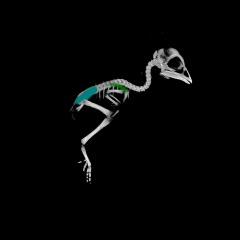 How the Turtle Got Its Shell (1 of 5)