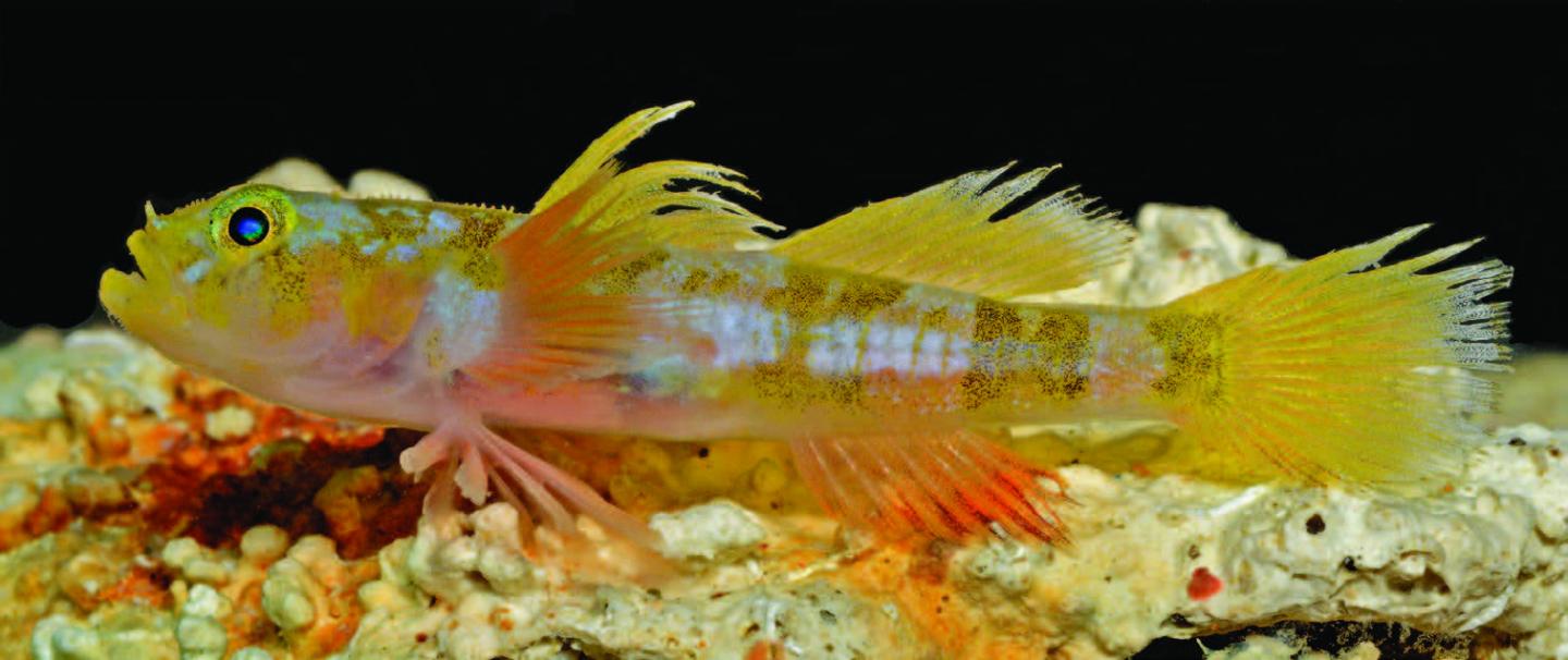The New Godzilla Goby