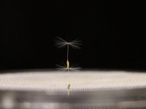 Dandelion Seeds