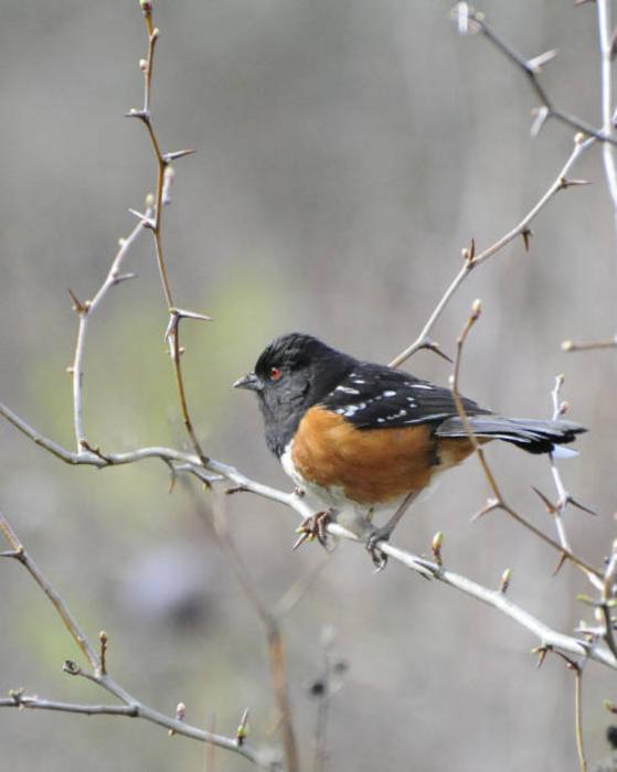 Spotted Towhee