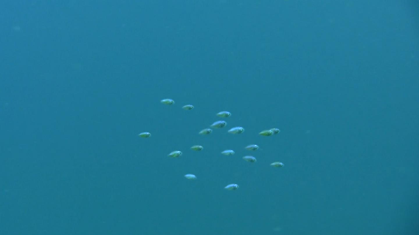 Chromis