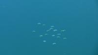Chromis