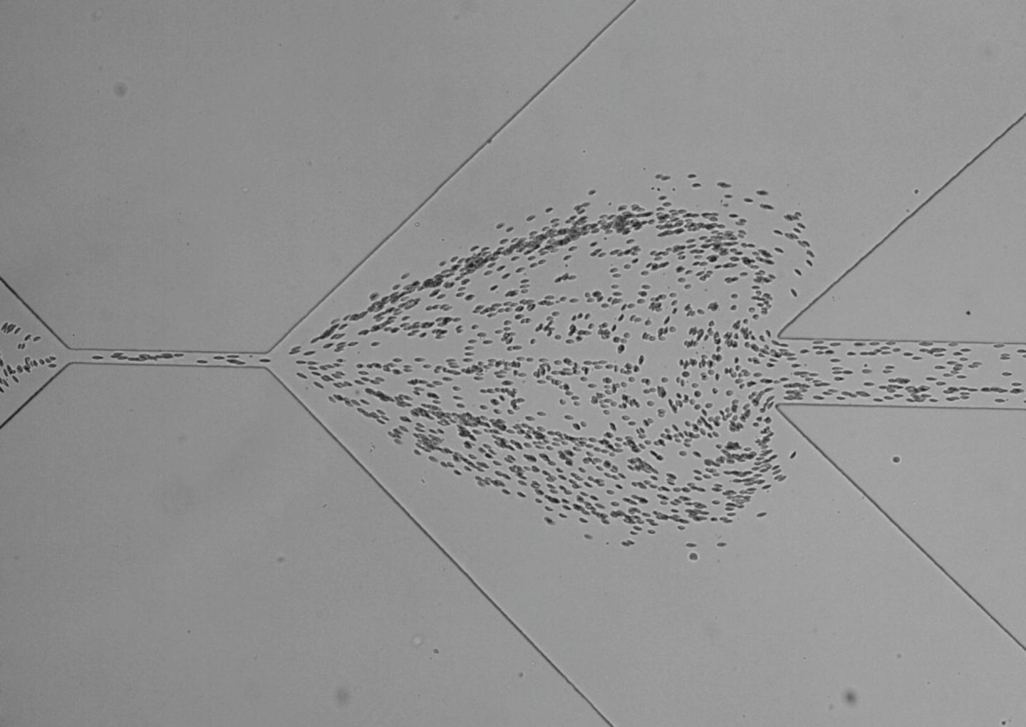 Real-Time Deformability Cytometry (2 of 2)