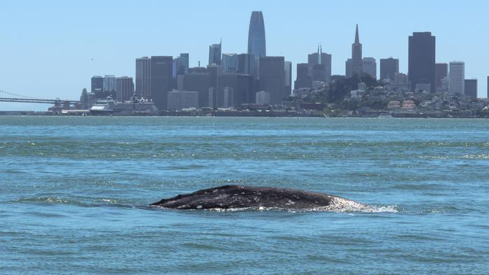 A gray whale known as 'Ladybug' swimming in central San Francisco Bay