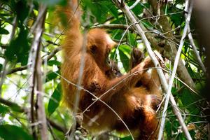 Mother and Immature Orangutan exploring together