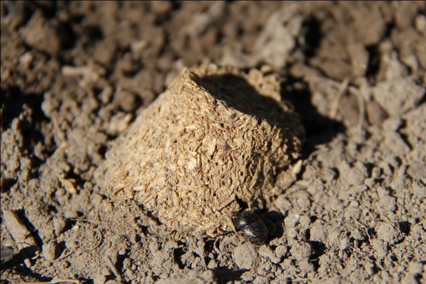 Dung Beetle