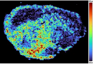 Mass spectrometry imaging of PARP inhibitor