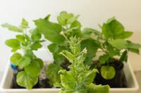 <i>Nicotiana benthamiana</i>