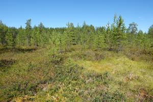 Restored peatland