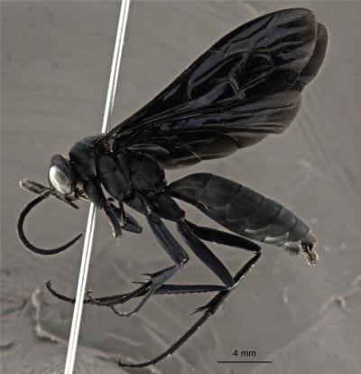 <i>Abernessia capixaba</i>