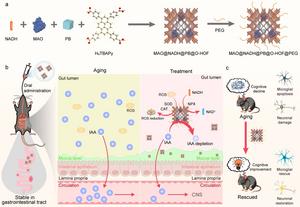 Schematic of the oral HOF-based nanoreactor for treating age-related cognitive decline through gut metabolic reprogramming