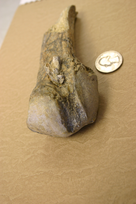 quarter near rib