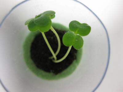 Girl Scout Plant