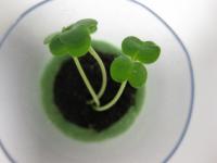 Girl Scout Plant