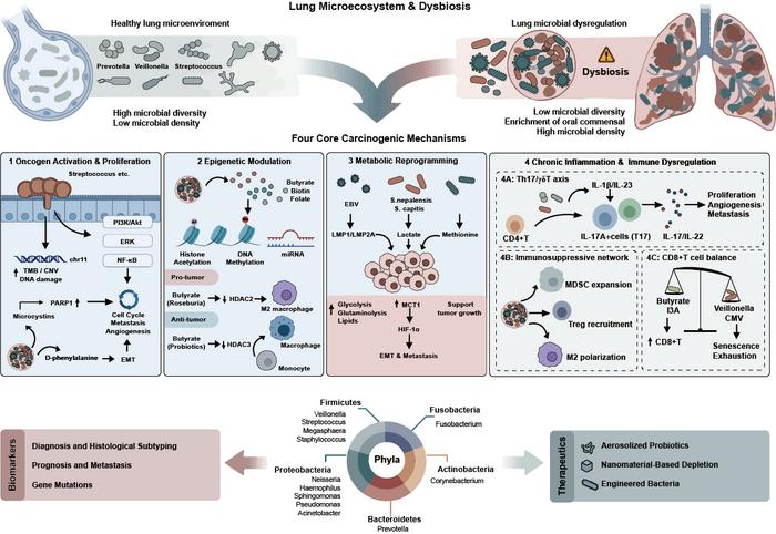 Schematic overview of the respiratory microbiota in lung cancer: compositional shifts, four mechanistic pathways, and clinical applications including diagnosis, prognosis, and therapeutic targeting.