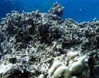 Scott Reef Photographed in 2012