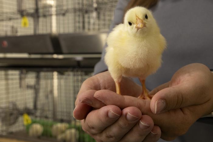 Broiler chicken nutrition-calcium digestibility